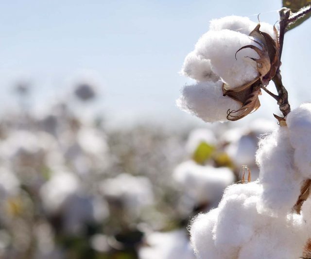 Cotton Ginning